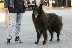 Alino de Geracao Nova